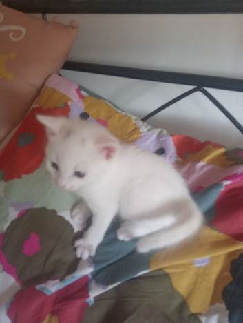 To beautiful white male kittens for sale 7 weeks old ready go good homes