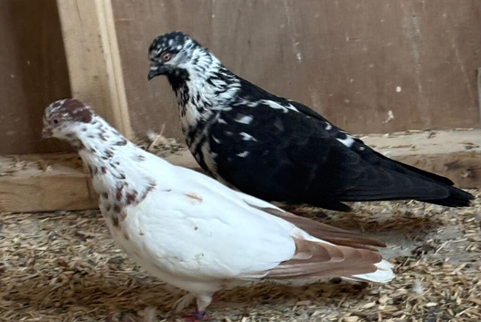 Pair of pigeons for sale