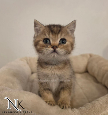 GCCF British Shorthair Babies Ready Soon