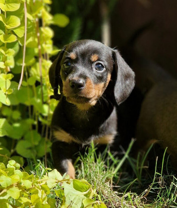 Miniature Dachshund Puppies