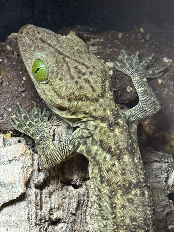 Smiths Green Eyed Gecko