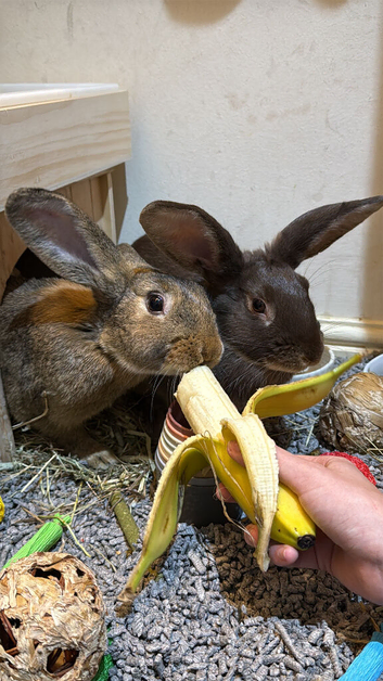 Willow & Chestnut