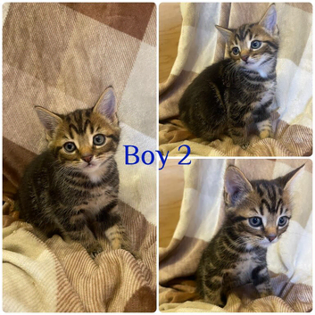 Gorgeous litter of kittens