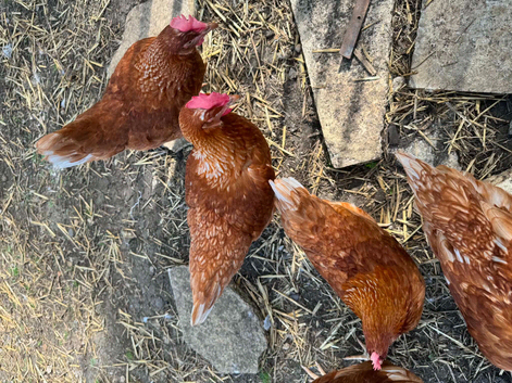 Chickens warren