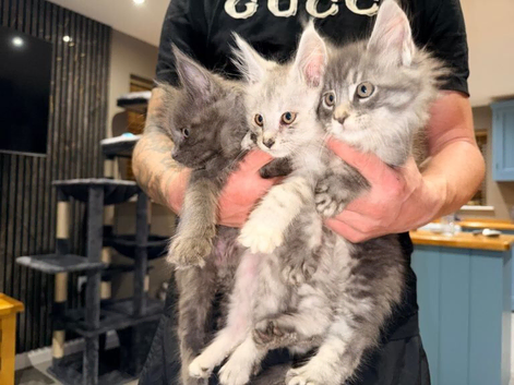 Maine coon kittens