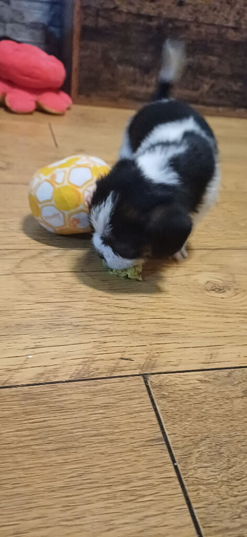 Shihtzu cross puppy male boy left for sale
