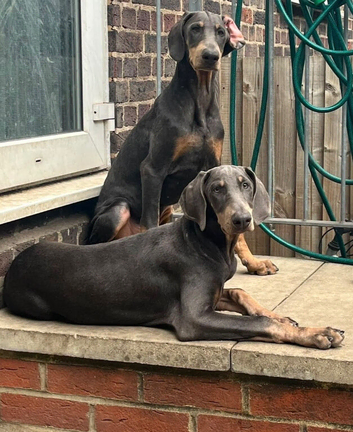 Beautiful Blue and Tan Female Doberman