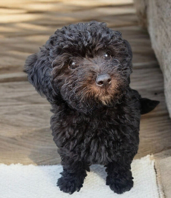 Miniature poodle X terrier poodle puppies