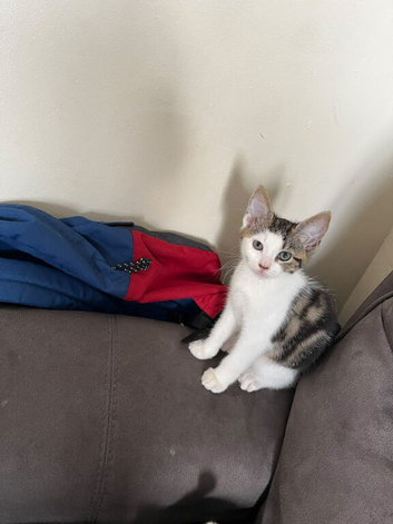 Kitten