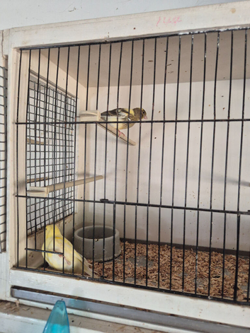 Consort Canaries