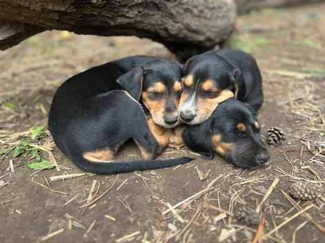 Dobermann x Lurcher puppies for sale