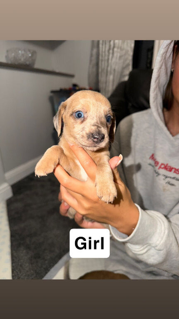 Mini dachshund