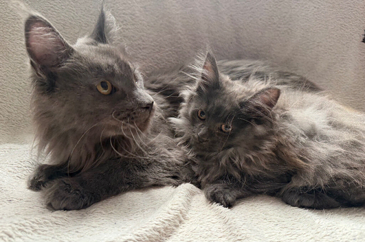 Maine Coon Girl.