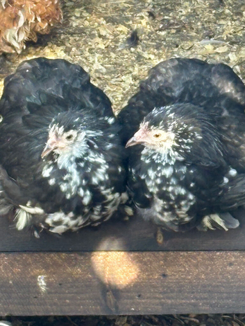 Black mottled pekin pullets 24 weeks old can throw a cockerel in
