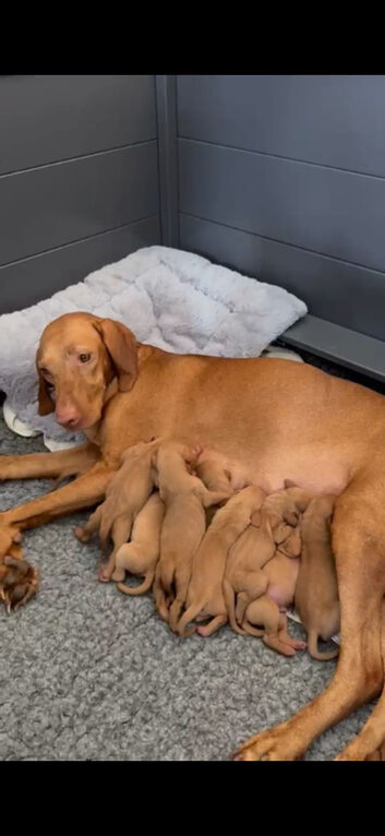 Home Bred Hungarian Vizsla Puppies 0.9% COI 5 Generation KC Registered