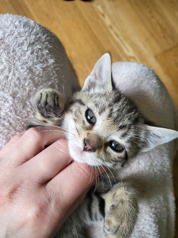 2 beautiful kittens looking for forever home