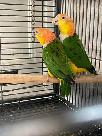 Yellow Thai caiques