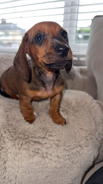 Miniture dachshunds