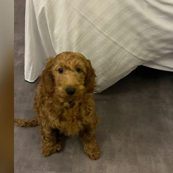 Gorgeous, Loving Female Cockapoo Looking for Her Forever Active Family