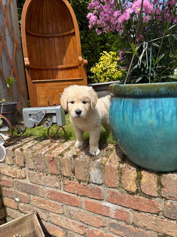 Beautiful boy looking for forever home