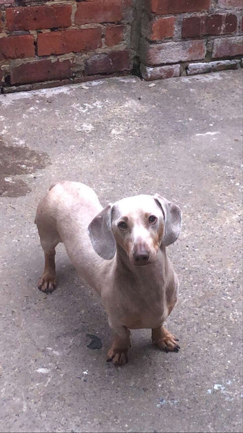 Isabelle and tan  dachshund stud