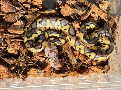 Pastel, clown het vpi axanthic