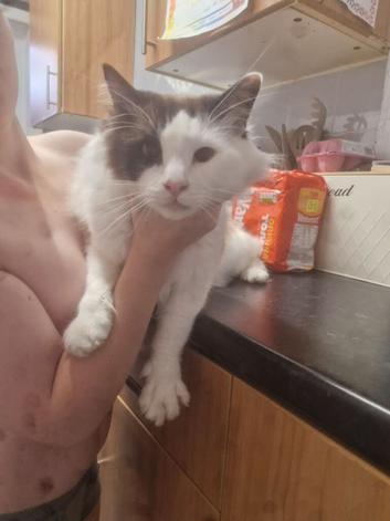 Gorgeous male ragdoll