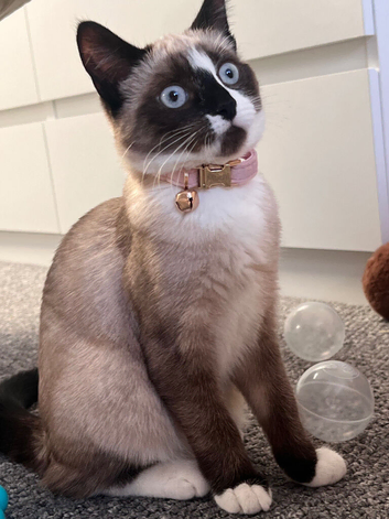 Siamese female 11months old