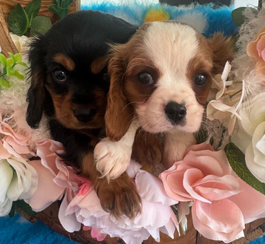Cavalier puppies