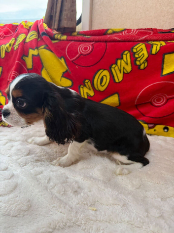 Cavalier King Charles