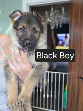 German Shepherd puppies