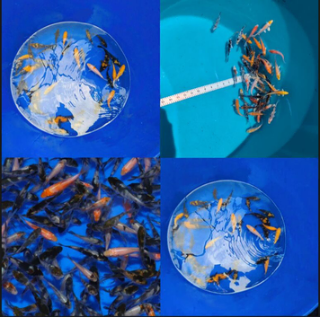 Koi for sale