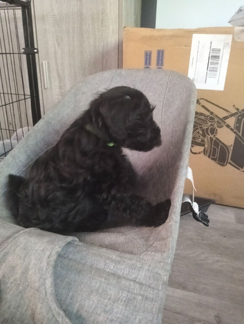 Puppies