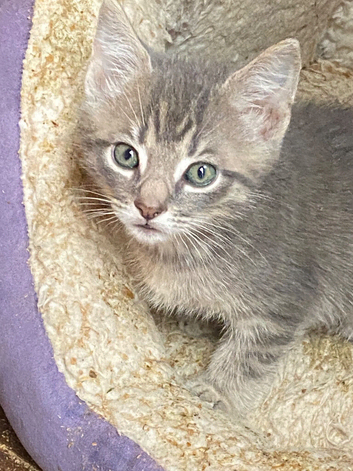 Farm reared kittens ready now