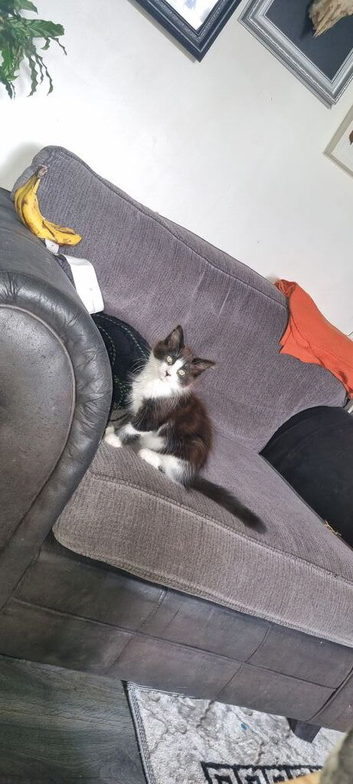 Kitten