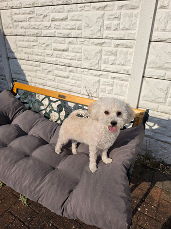 Poochon for sale