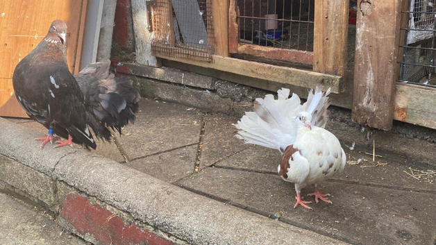 Beautiful  Fantail pigeons