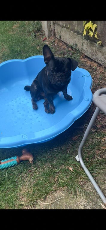 French Bulldog Frenchie for Stud
