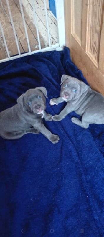 Blue staffy pups