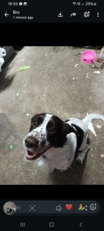 Dog