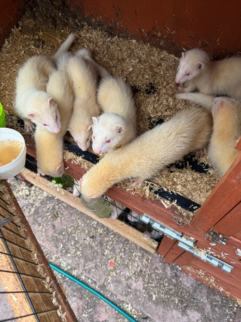 Ferret kits for sale