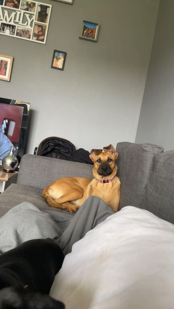 Willow looking for her forever home