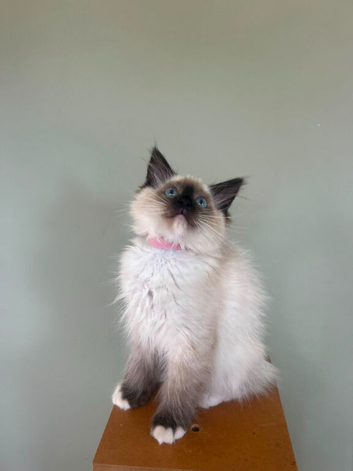 Beautiful Ragdoll Kittens READY NOW!