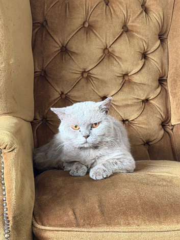 Lilac British Shorthair Stud Service - TICA Registered