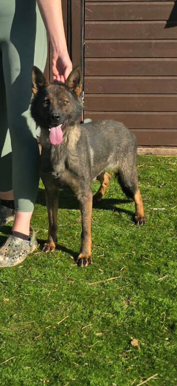 Beautiful sable german shepherd female