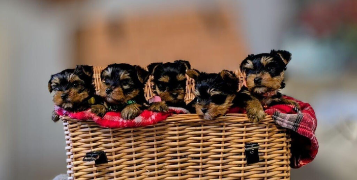 Beautiful Yorkshire terrier pups