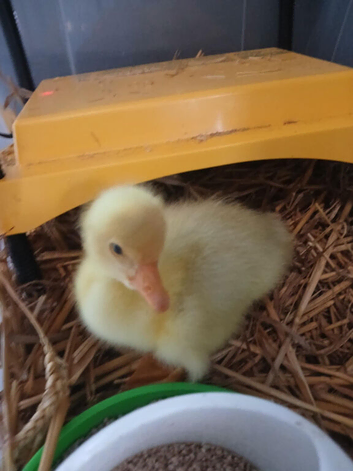 Embden goslings