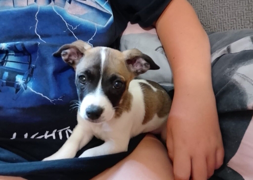 Jack russell puppy for sale