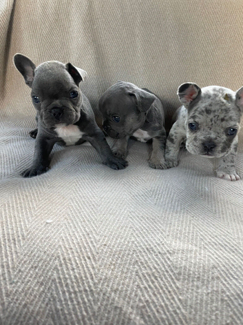 French bulldog puppys