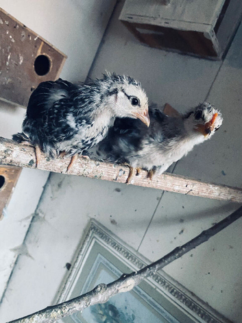 Pair of young pekin bantam chickens